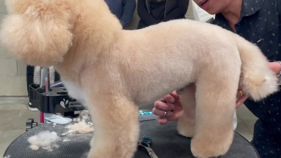 Shaping the Perfect Bichon Frise Cross Trim with Clipit Ambassador Joseph Warrent Ywayan